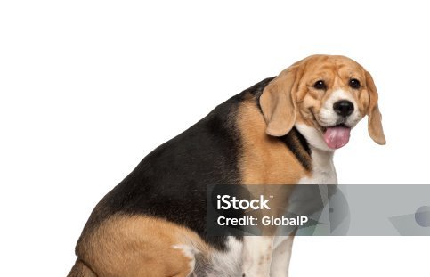 Bailey's Weight Loss Journey — What I Did Wrong Before I Knew Better | Dog Calorie Tool