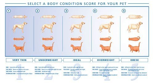 BCS Chart Saved My Dog’s Waistline (and Maybe Yours Too) | Dog Calorie Tool