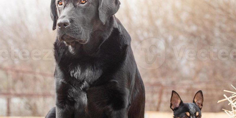 Breed-Specific Feeding: Labs Are Not Chihuahuas