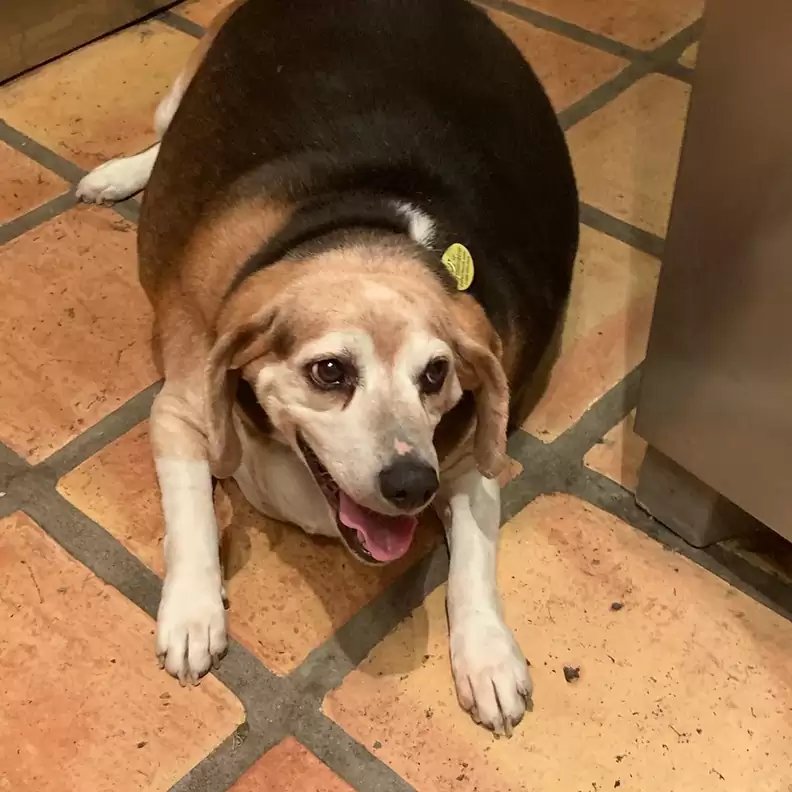 Free Feeding Is the Worst Thing You Can Do for Your Dog's Weight. I'll Die on This Hill. | Dog Calorie Tool