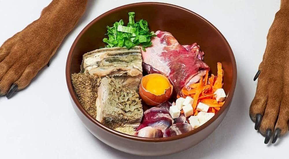Fresh vs Kibble vs Raw: What I Actually Feed My Own Dogs | Dog Calorie Tool