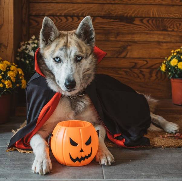 Bowser's Boo Bash and the Halloween Treat Trap — What Those \
