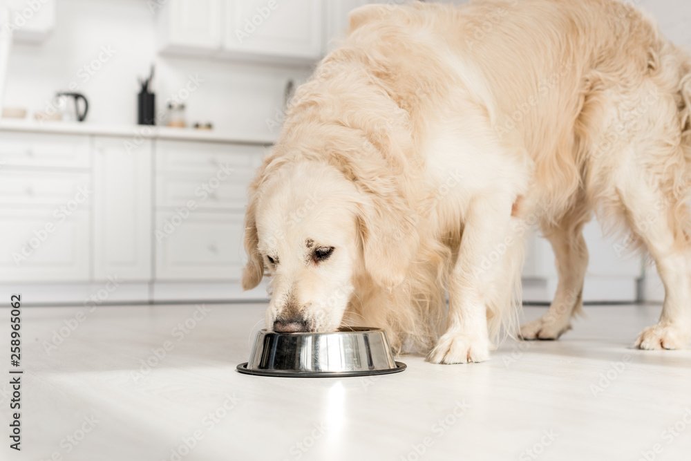 How I Accidentally Overfed My Golden Retriever (And What the Vet Said) | Dog Calorie Tool