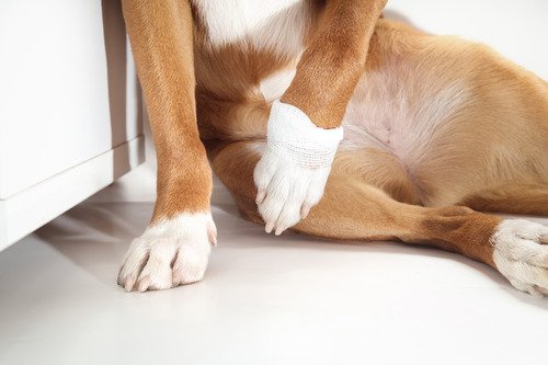 I Thought My Dog's Limping Was Arthritis. It Was 8 Extra Pounds. | Dog Calorie Tool