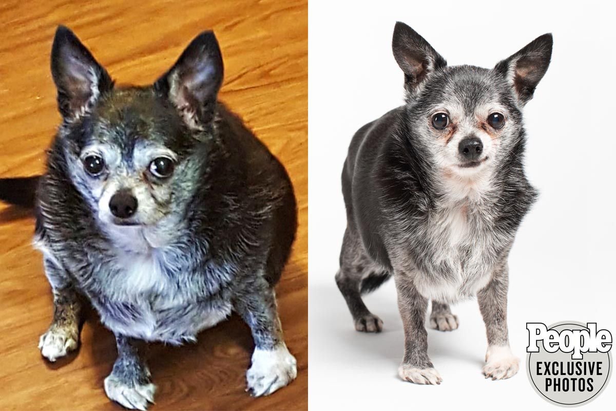 I Told a Client to Stop Feeding Table Scraps. She Didn’t. Here’s What We Did Instead. | Dog Calorie Tool
