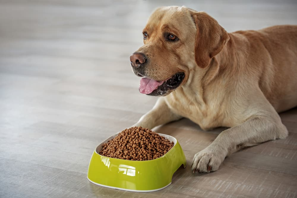 Labrador Ate Cat Food Gained 12 Pounds