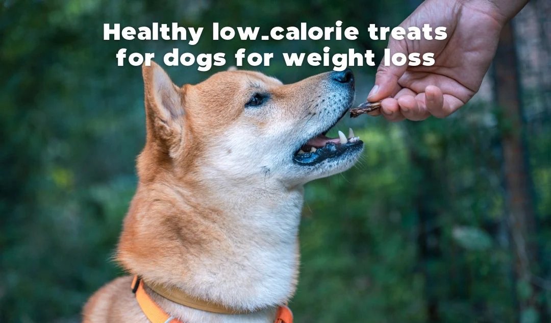 Low-Cal Dog Treats? I Tried Every Brand at Portland Pet Food Company | Dog Calorie Tool