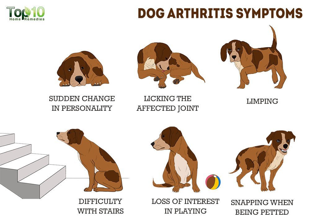 My Dog Hates Exercising. Here's How We Make It Work Anyway. | Dog Calorie Tool