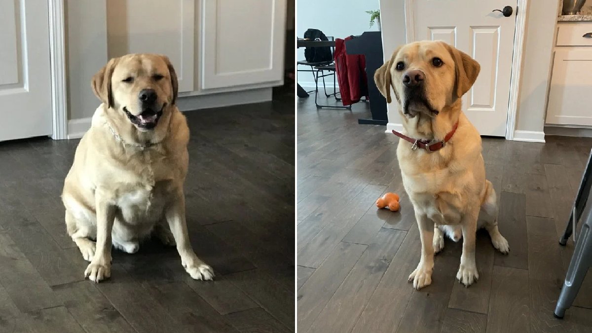 My Golden Retriever Patient Lost 12 Pounds in 4 Months Without Going Hungry | Dog Calorie Tool