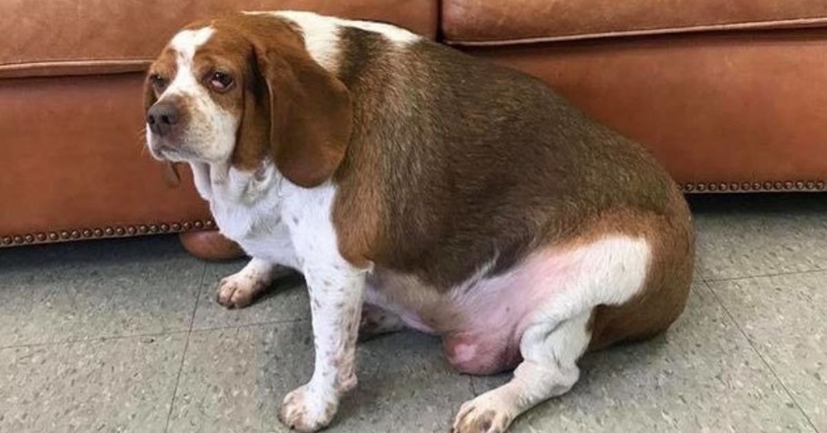 My Senior Dog Gained Weight and I Didn't Notice Until the Vet Showed Me | Dog Calorie Tool