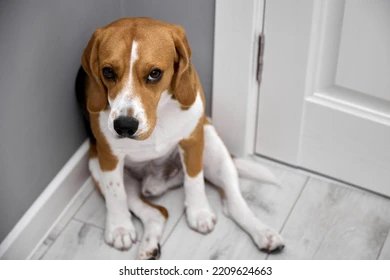 My Client's Beagle Ate a Whole Pizza. Here's What the Vet Bill Looked Like.