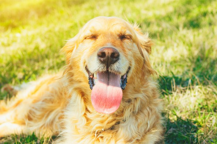 Portland Heat Dog Calorie Collapse