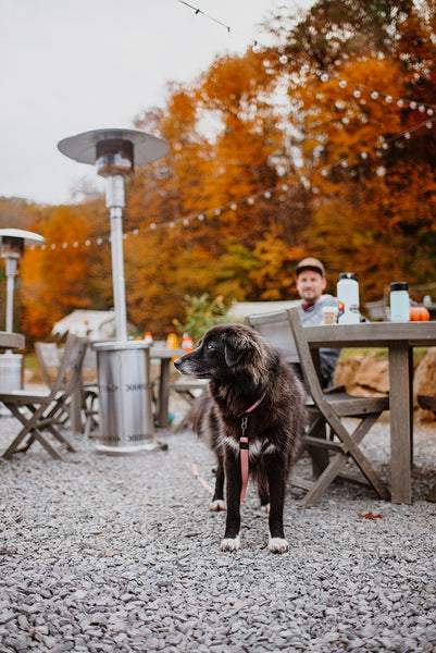 Puppies & Pints Is Coming — Here's How to Keep Your Dog From Eating 500 Calories at the Brewery