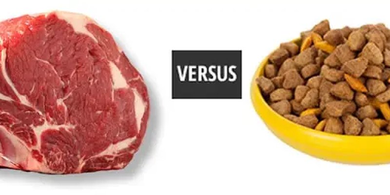 Raw vs Kibble: A Vet's Honest Take