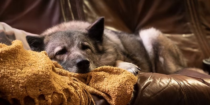 Senior Dog Nutrition: When to Cut Back