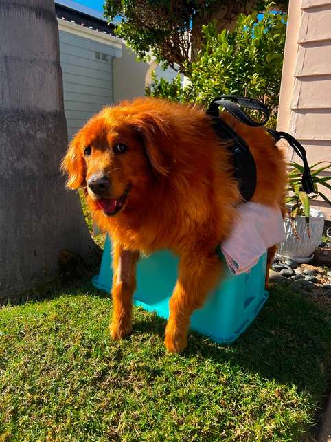 Senior Dog Weight Gain Cut Back