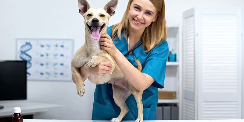 Why Spayed and Neutered Dogs Need 25% Less Food