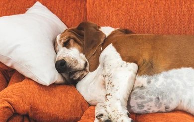 The Portland Winter Weight Gain Is Real — For Dogs Too | Dog Calorie Tool