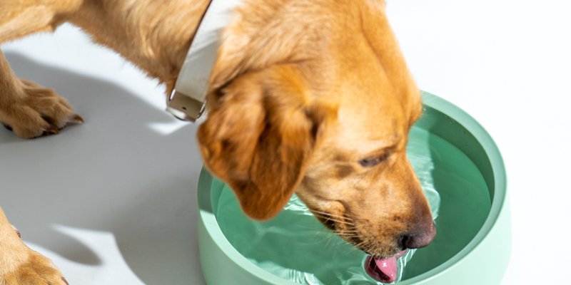 Your Dog Is Probably Dehydrated