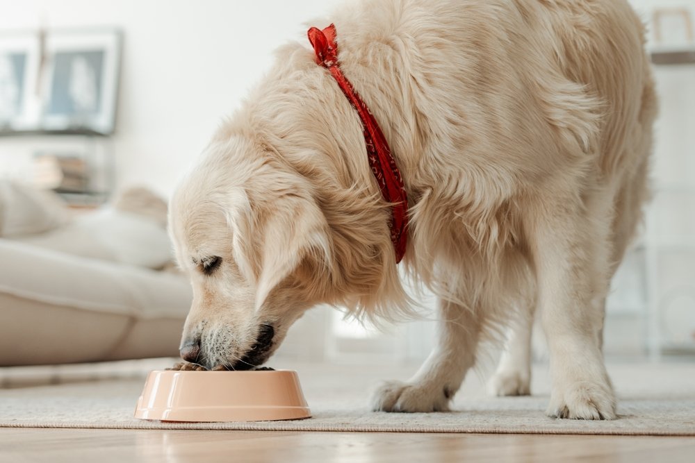 What Happens When You Put a Dog on a Diet for Real — Clinic Perspective | Dog Calorie Tool
