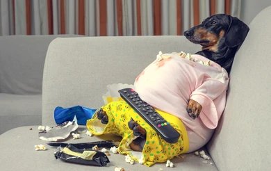 Why 60 Percent of US Dogs Are Overweight and Most Owners Don't Know It | Dog Calorie Tool