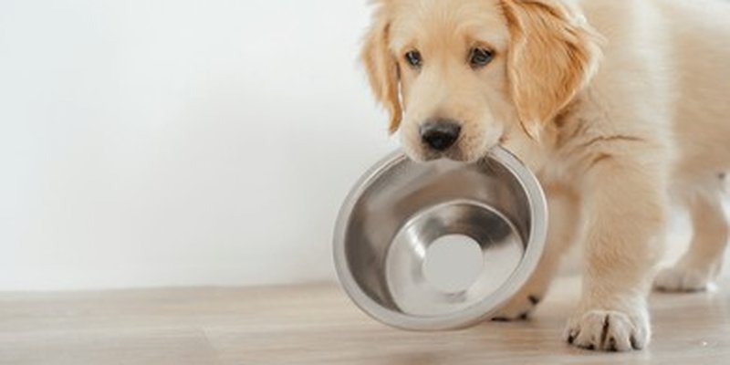 Why Most People Overfeed Their Dogs (And Do Not Realize It)