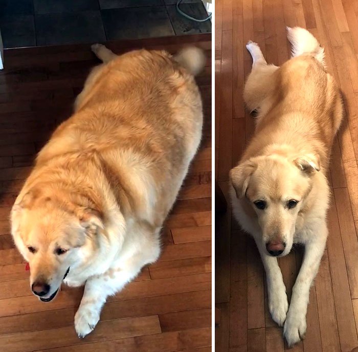 Why Your “Small” Dog Is Probably Eating Like a Labrador — and What I See at the Clinic | Dog Calorie Tool