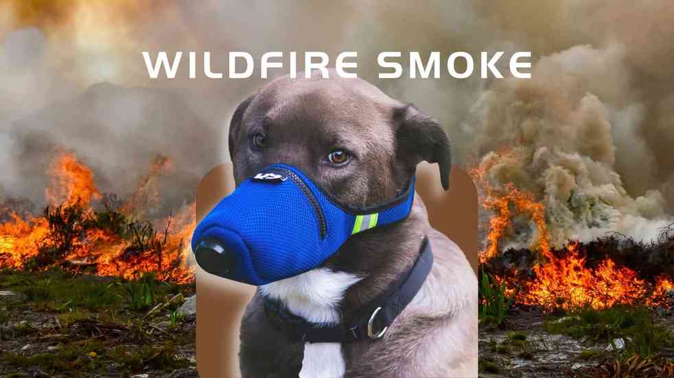 Wildfire Smoke Dog Exercise Diet Adjustment