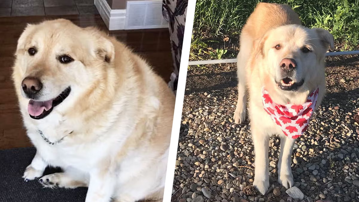 Murphy before and after weight loss at Dog Calorie Tool
